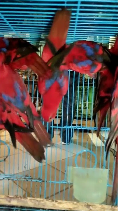 NURI RED FLORY DI PASAR BURUNG PRAMUKA #youtubeshorts