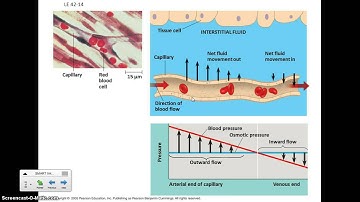 Animal Form and Function Video 3