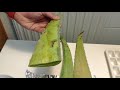 Uso del Aloe vera para curar heridas