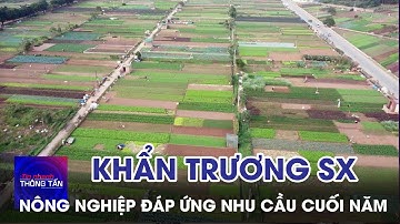 Khẩn trương phục hồi hoạt động sản sản xuất nông nghiệp phục vụ nhu cầu tiêu dùng cuối năm