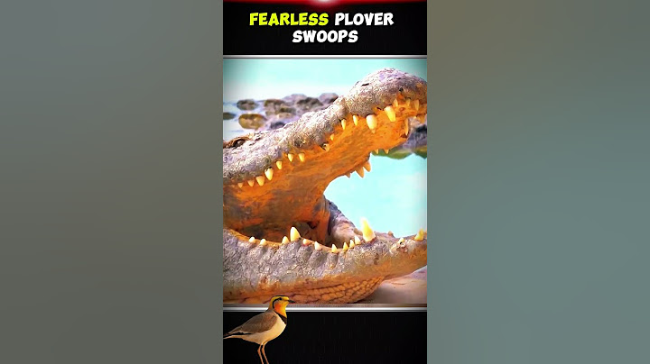 Why Does This Bird Walk Into a Crocodile's Mouth?