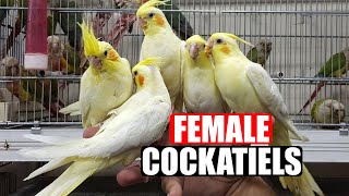 FEMALE COCKATIELSFemale Cockatiel SingingFemale Cockatiel