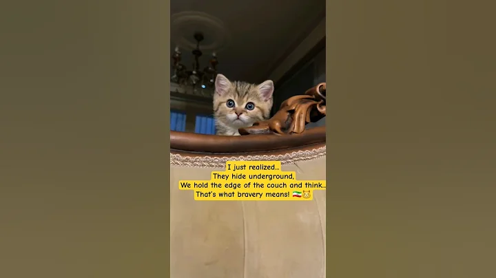 Watch the video about "A brave Iranian cat in times of stress." #cat #iran #funny