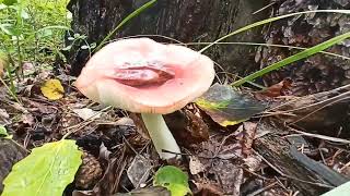 Psy Mushrooms Trip ☯𓍊𓋼🕷️⃤𓂉☥𓁿