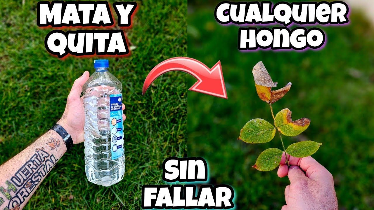 Este FUNGICIDA es MIL VECES + EFECTIVO que los Comerciales! Adiós Hongos en las Plantas (Vinagre)