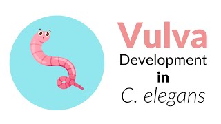 Vulva formation