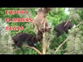 Young Black Bears Climbing Expertly On A Tree Top/Bears footage