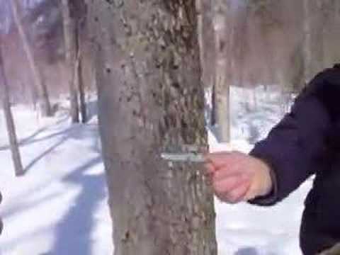 Vídeo: Quando E Como Colher A Seiva Do Bordo Para Não Prejudicar As árvores