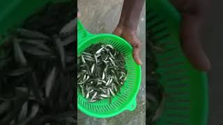 #fishing how to breeding of katlaa fish!! on making profit!! please subscribe and like