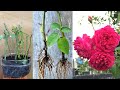 Giâm cành hoa hồng bằng xác cà phê | How to multiply roses