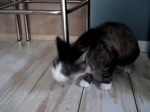 Video: Hairballs In Cats (Feline Trichobezoars)