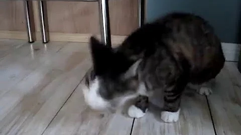 Cat Pukes Hairballs - ORIGINAL - DayDayNews