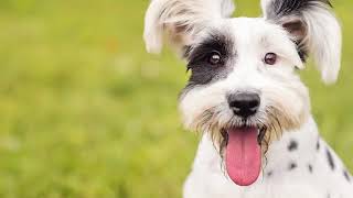 Libertyville Animal Hospital Libertyville Illinois 60048