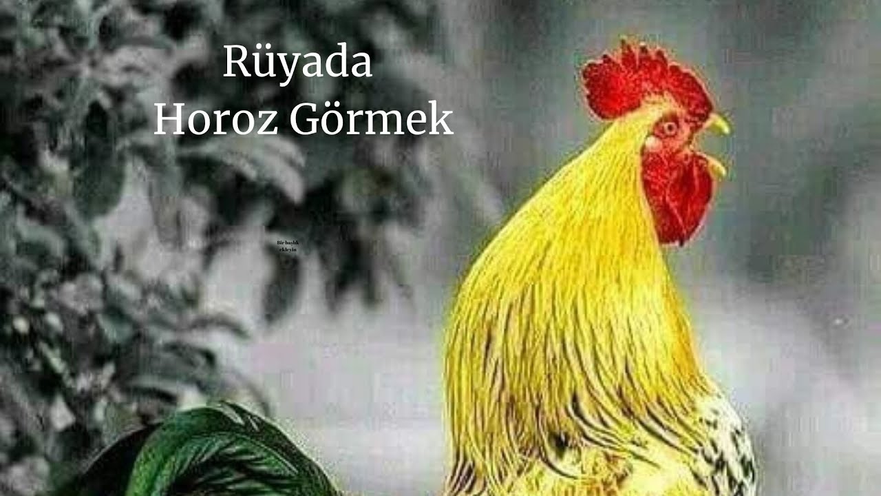 Rüyada Horoz Görmek Ne Anlama Gelir, Rüyada Horoz Görme - YouTube