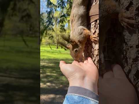 Белки сметают орехи🐿️ squirrel as a vacuum cleaner 😍 #природа #животные #nature #animals