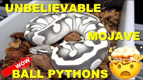 Amazing Mojave Ball Python Combos! Featured Morph!