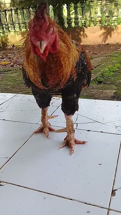 #ayamkampung part 2 !! TAJI TERPANJANG #ayam #shorts