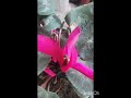 #shorts 2 new garden pots #shorts #garden #gardening #bagiya #nature #plants #flowers