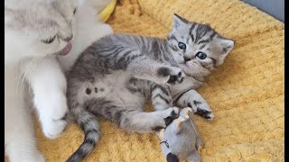 Mom cat teaches kittens how to wash their butts and go to the toilet