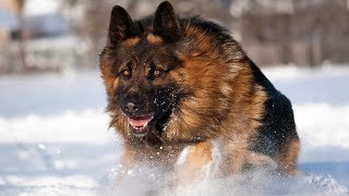 Best German Shepherd Double Coat Dog