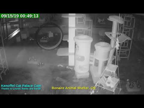 video editing software free Animal Shelter Bonaire Live Stream