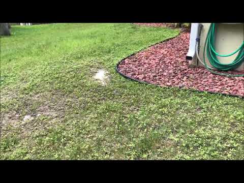 Planting clover in the lawn