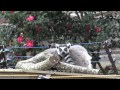 4K 晩秋の千葉動物公園 2014