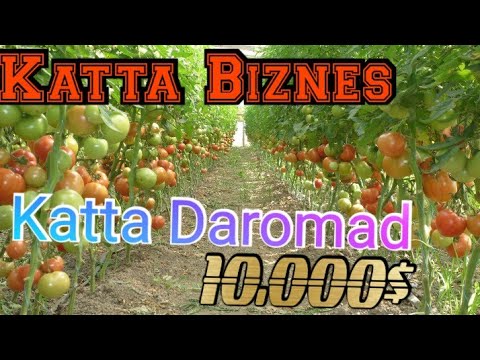 Video: Tsifomandra Yoki Pomidor Daraxti