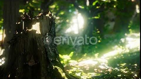 Sunlight Rays Pour Through Leaves in a Rainforest | Motion Graphics - Envato elements