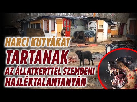 Videó: Hogyan Kezeljük A Kutyákat Fülatkákkal Szemben