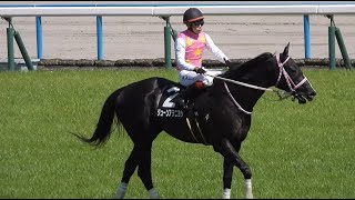 【池添謙一騎手 固め打ちの3連勝 その1】 ジューンアヲニヨシ 京都9 烏丸ステークス 4歳以上3勝クラス 2024.5.5