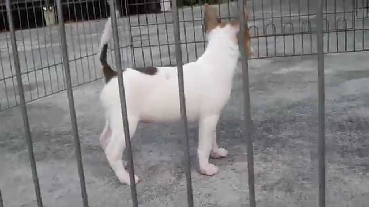 花色台灣犬 黃白花母 屏東德協犬舍 Youtube