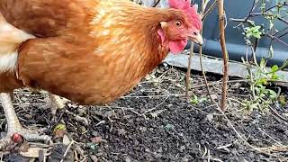 Chickens In A Garden | No Talking