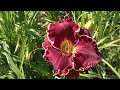 Лилейник Вельвет Трон . Hemerocallis Velvet Throne.