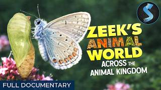 Discover Earth’s Wildest Creatures | Wildlife Documentary | Zeek’s Animal World: Creature Categories