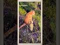 Orange Cat And Duckling 😻🦆 | Cute Moments