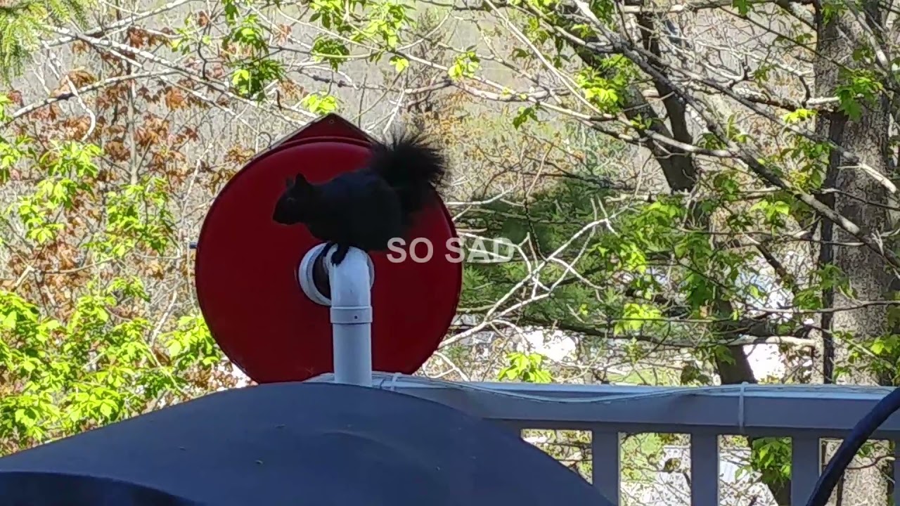 AntiSquirrel BirdFeeder UPDATE YouTube