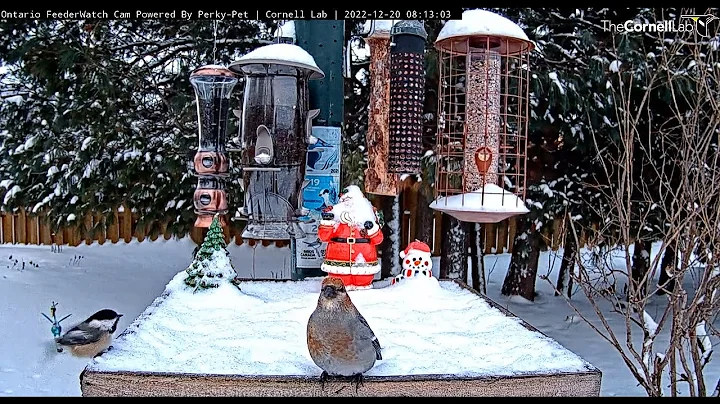 Pine Grosbeak issues SOS for Tammie     08 12 50 1...