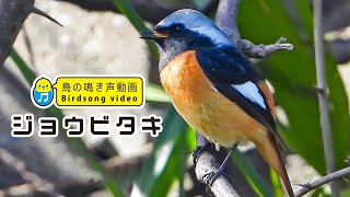 【鳥の鳴き声】 ジョウビタキ雄の鳴き声01（地鳴きA） 【wild birds sounds】