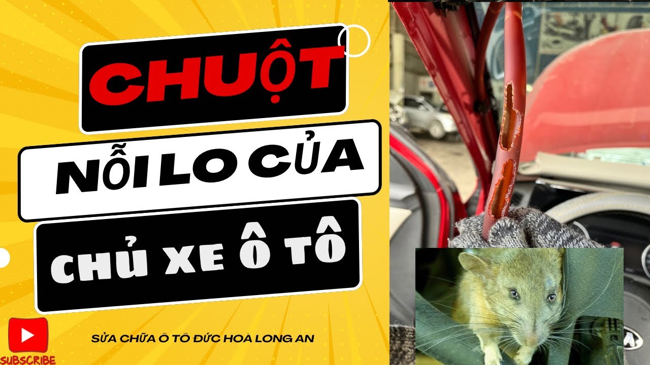 vé số long an Tại Sao Lái xe Ô Tô Kinh Nghiệm Lại Chống Chuột Lên Xe Để Đảm Bảo Hành Trình An Toàn Và Thoải Mái?