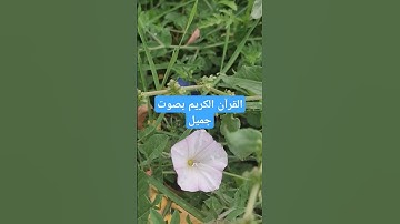 القرآن الكريم بصوت جميل #quran #اكسبلور #قرآن #تيك_توك #ترند #لايك #راحة_نفسية