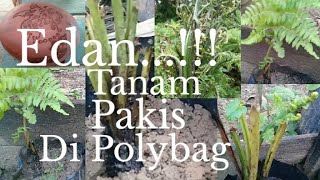 Tehnik Dan Cara Tanam Pakis Sayur Di Polybag || Tanaman Pakis