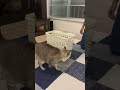カゴに入るのが下手すぎる猫