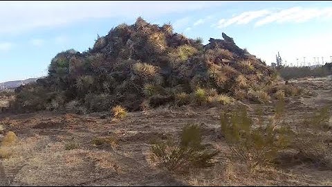 Joshua Trees Cut Down in California