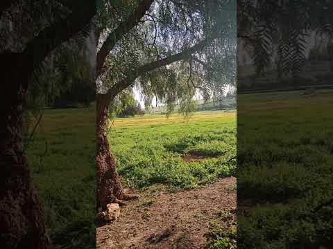       البادية مزاب  
