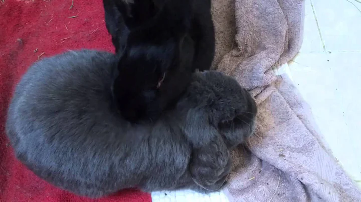 George grooms his bun wife