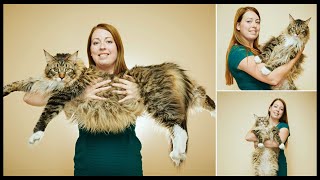 Top 10 Biggest Cat Breeds | World’s Largest Cats