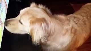 Funny Dog Confused By Chicken Chasing Scene From 