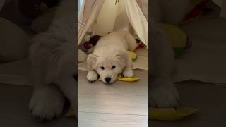 2개월 차 때 포실이~^^ 미공개 영상, 2 months old posil. #귀여운강아지