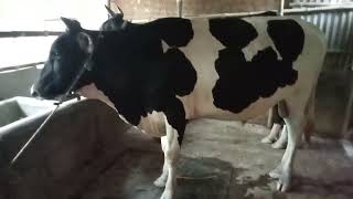 উন্নত মানের সার বাছুর পিজিএমHigh quality manure calf ফিগ#cow #farming